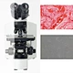 Trinocular Biological Microscope