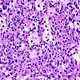 Trinocular Biological Microscope